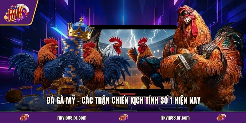 Đá Gà Mỹ - Các Trận Chiến Kịch Tính Số 1 Hiện Nay