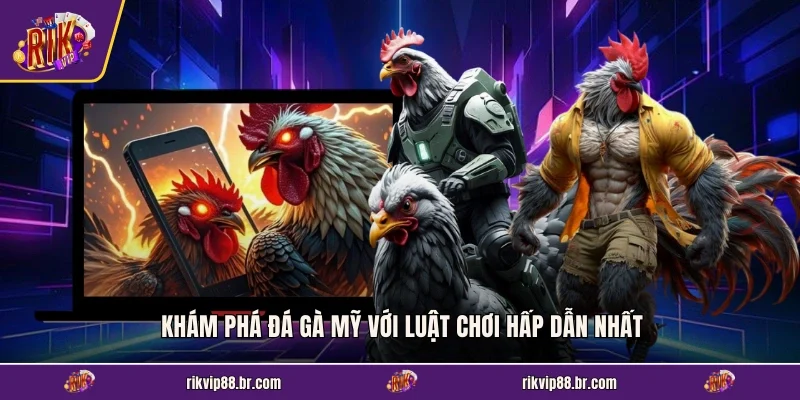 Khám phá đá gà Mỹ với luật chơi hấp dẫn nhất